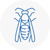 Holbeach Wasp Nest Removal